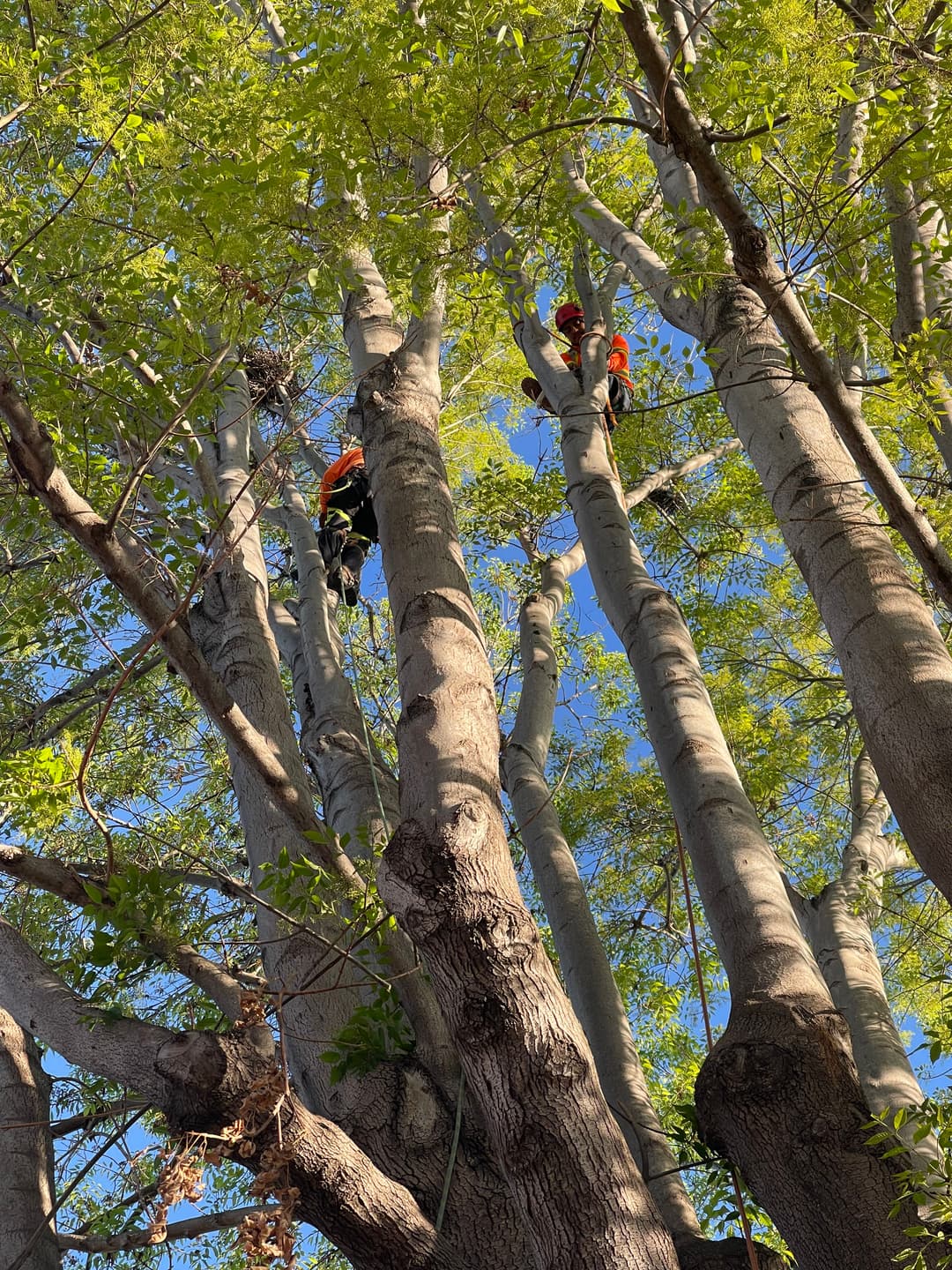 About A Plus Tree Service